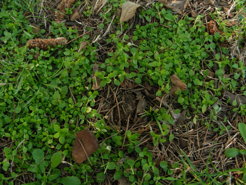 Primo ascomicete dell''anno (Geopora sumneriana)